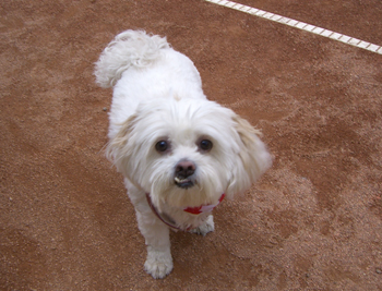 bichon