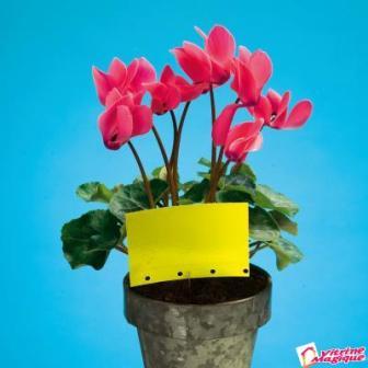 10-capcane-lipicioase-pentru-insecte