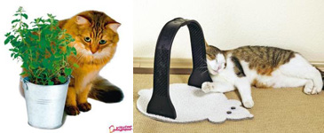 accesorii_pisici